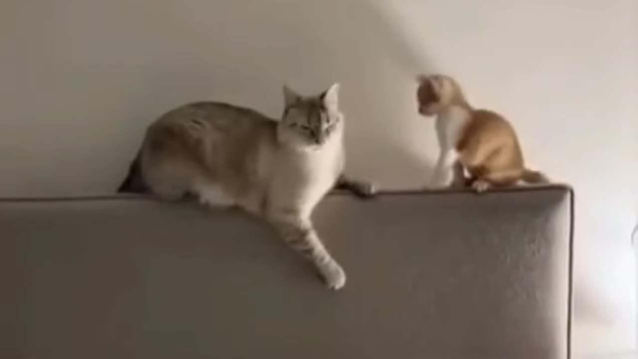 Funny and Cute Cats Videos #343