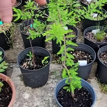 How to Store Bare Root Plants