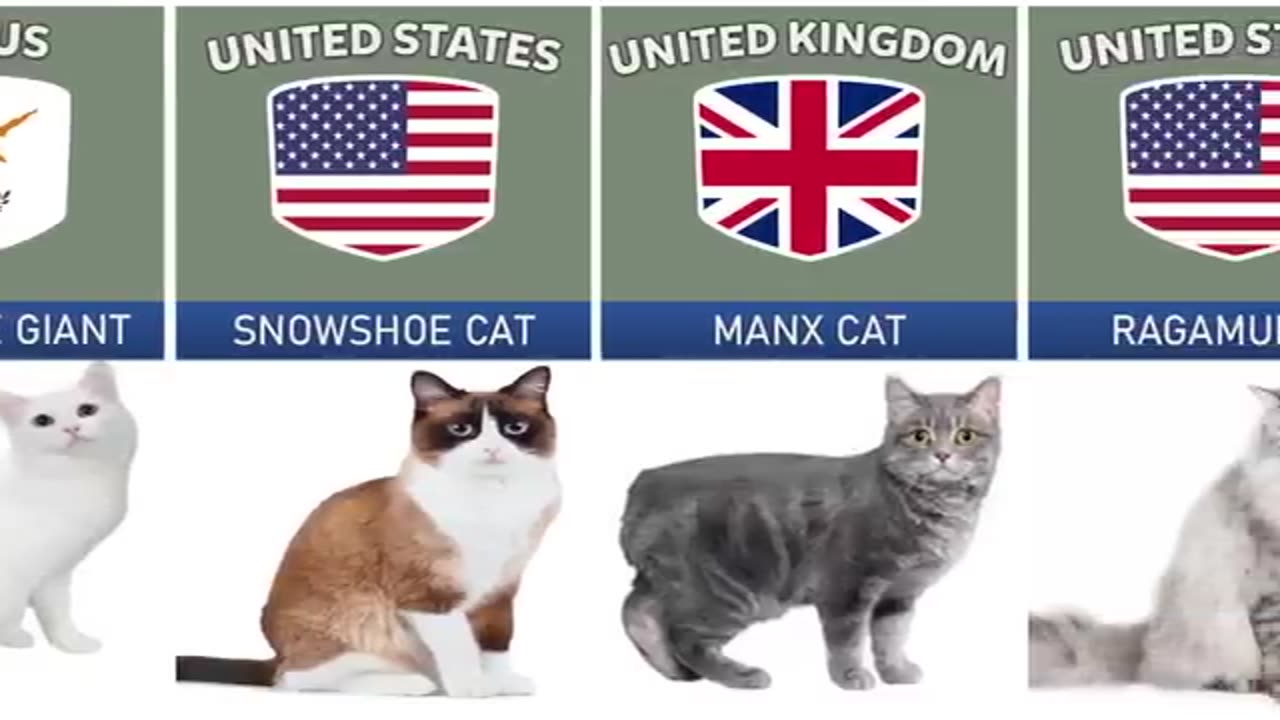 Cat Breeds in the world