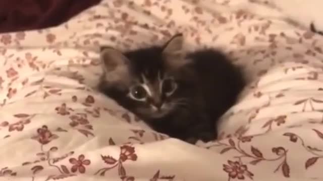 Best Funny Animal Videos 2022 #CutePets #funnyanimal #funnycat