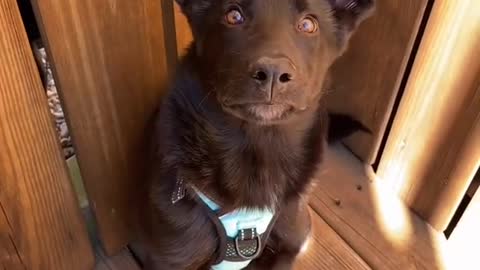I love my dog walker!