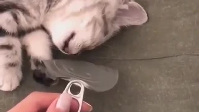 Cute And Funny Pets Try Not To Laugh To These Pets Compilation 52 @anupctg
