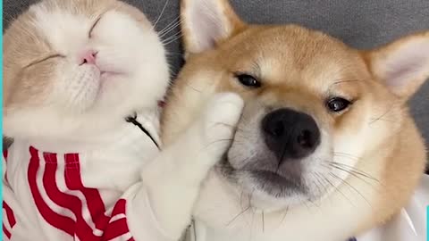 Pets love dog 🐕 vs 😺 cat