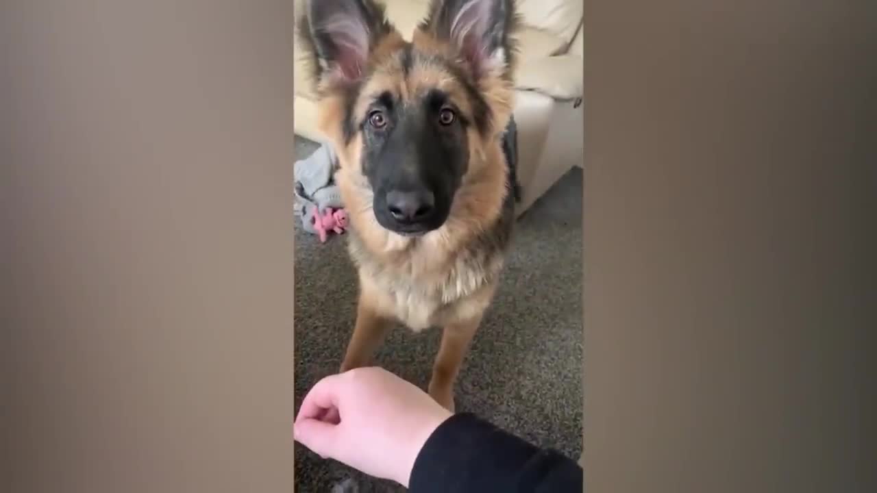 Mix - Funny Animals Videos Best Cats And Dogs Videos 2022 πΆπ» and More ...