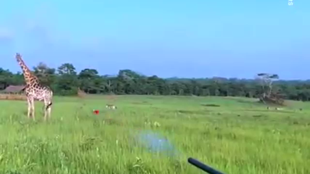 Footage of a Giraffe been captured in the wild