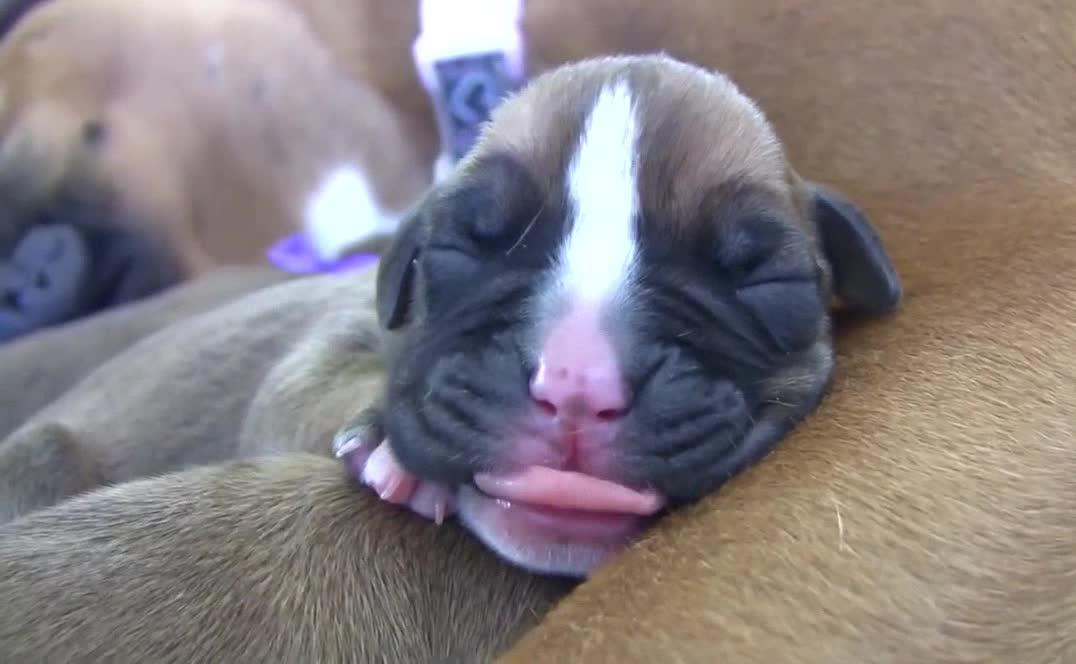 Boxer's Two-Day-Old Puppies (in HD)