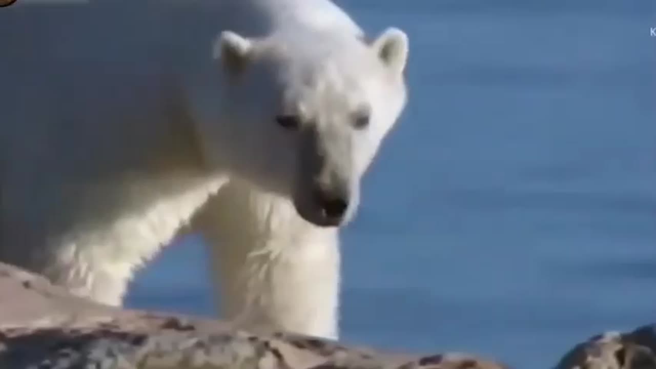 beast battle