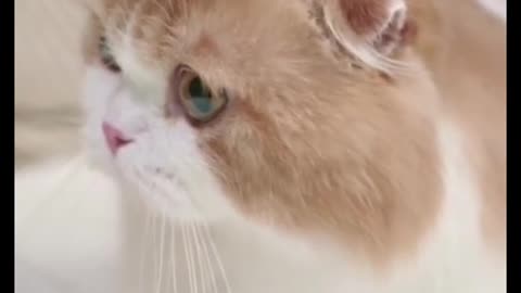 cute cat video