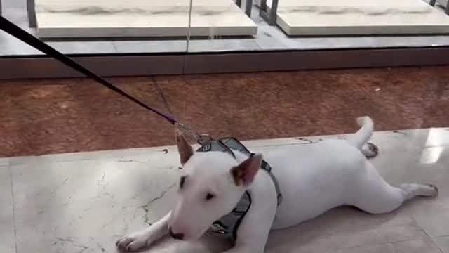 it'smorefun#dog