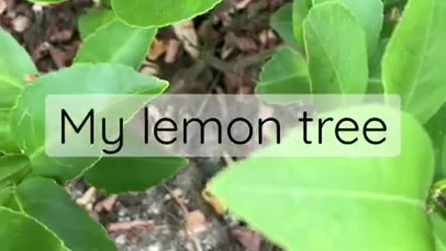 LEMON TREE