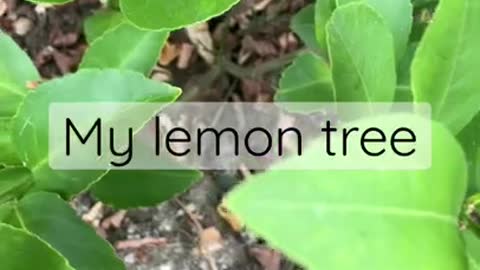 LEMON TREE