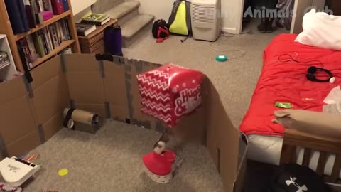 CAT AND DOG BEST FRIEND FUNNY VIDEO