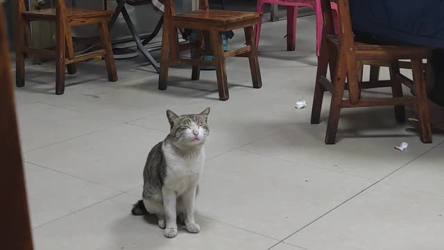 Cute cat who understands Cantonese