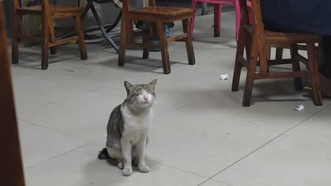 Cute cat who understands Cantonese