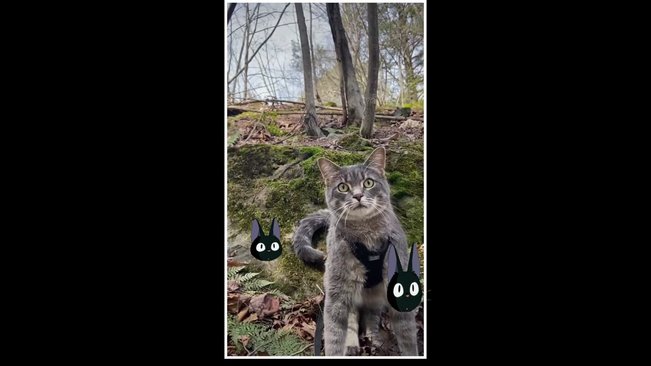KIKI THE CAT IN THE PARK