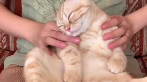 cat massage