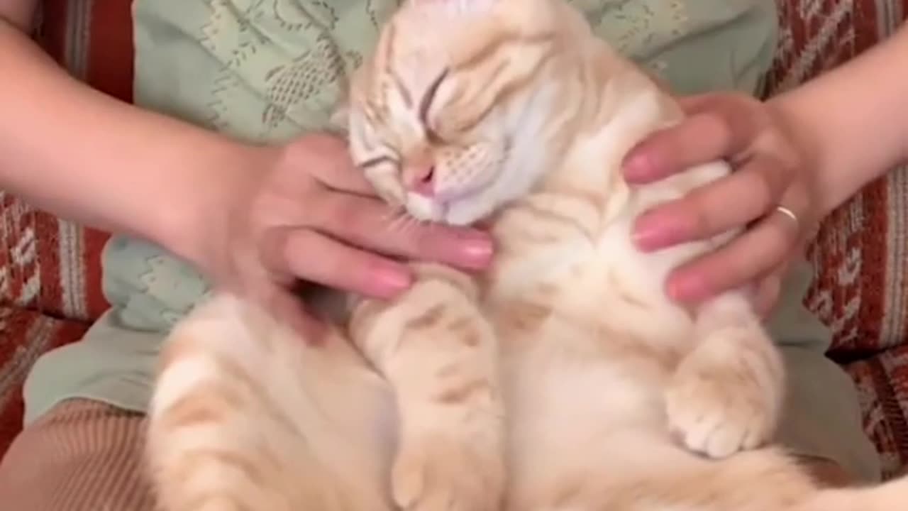 cat massage