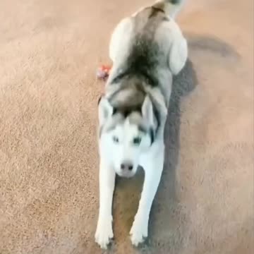 Very Cute And Funny Siberian Husky - TikTok Dogs (#Funny #Animals #406)