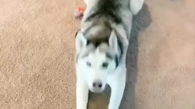 Very Cute And Funny Siberian Husky - TikTok Dogs (#Funny #Animals #406)