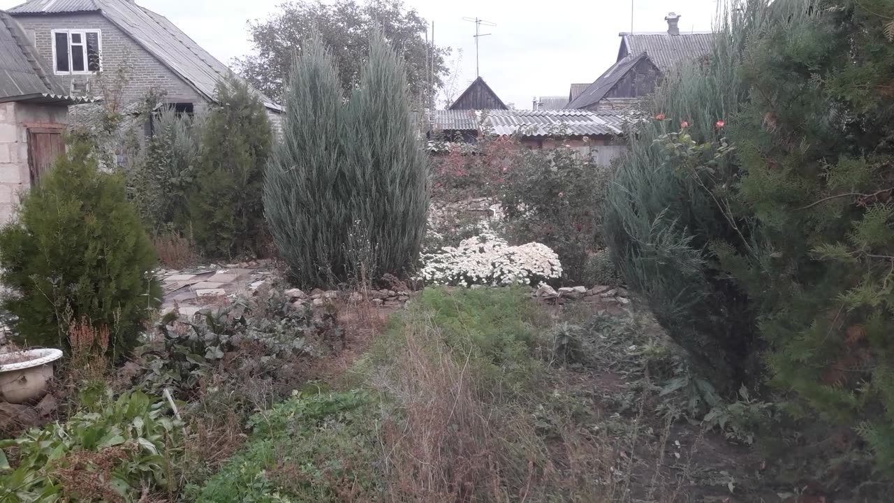 Chrysanthemums and Skalniks