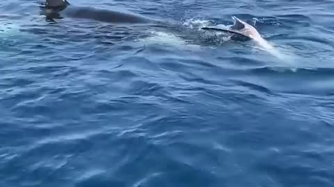 Incredible video of Five Killer Whales toying with an unfortunate Sunfish