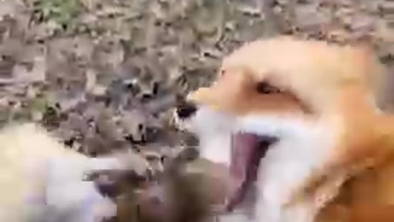 Love animal🐵🐔🐶🐷 video