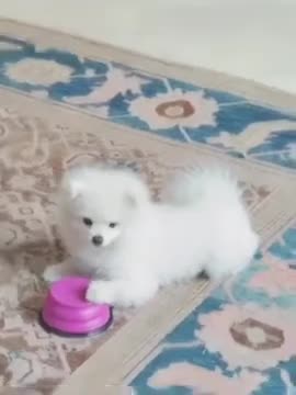 S929gjbAaQrGP7ttnVefck