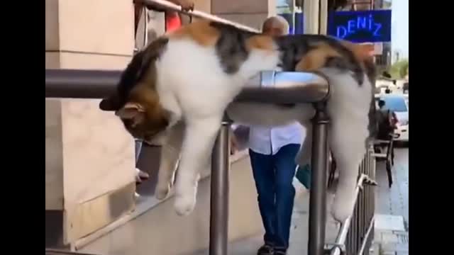 funny cat