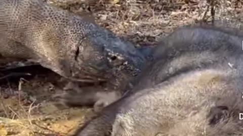 KOMODO DRAGON AND WILD BOAR!!!