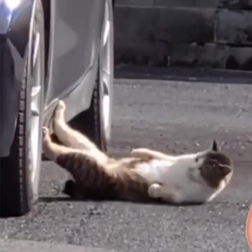 The funniest animals 2023 😂 Funny videos about cats and dogs 😺🐶 #shorts