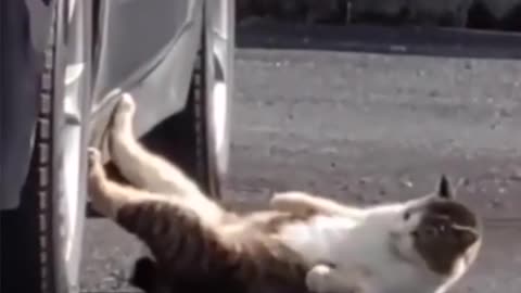 The funniest animals 2023 😂 Funny videos about cats and dogs 😺🐶 #shorts