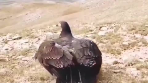 You all will be surprised to see the flight of eagle