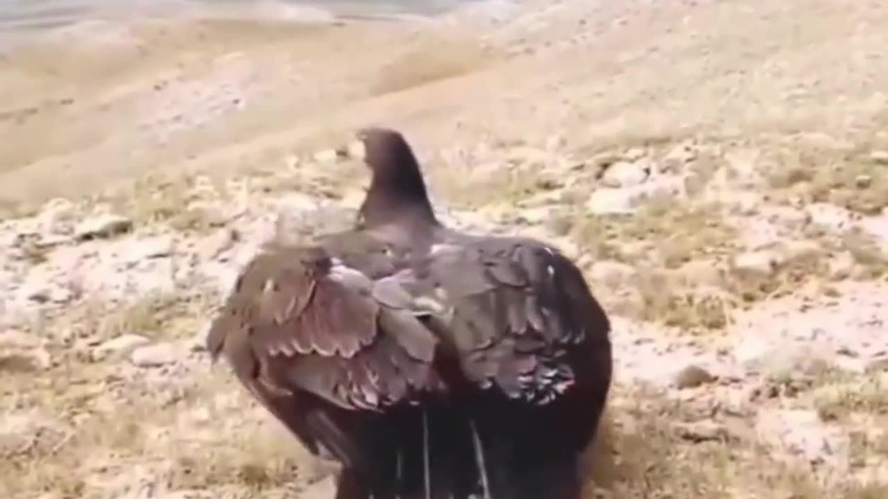 You all will be surprised to see the flight of eagle