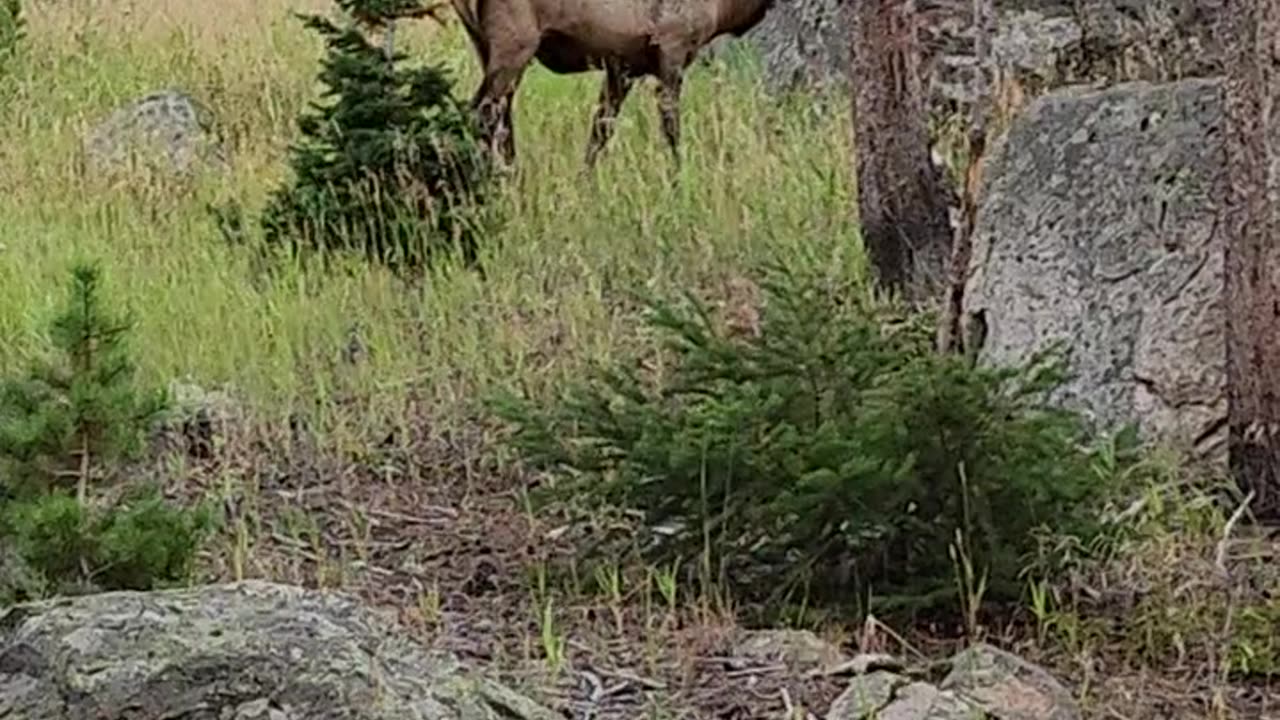10 point Elk bull in Rocky Mountains, CO September 15, 2023