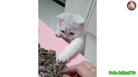 Cute cat video