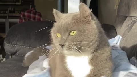 biscuits cat