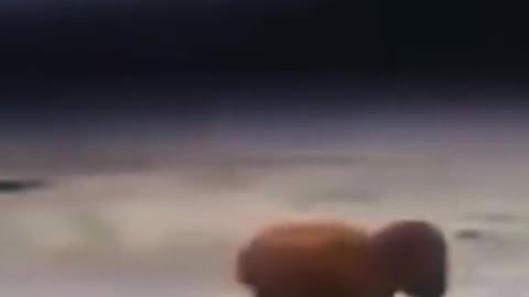 Funny Pussy Cat