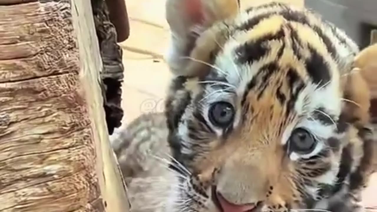 WOW!!! adorable baby tiger 🐯🐯🐯