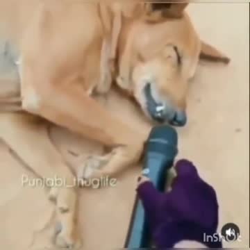 Look at the sound of him roaring in his sleep ....🤣🤣🤣