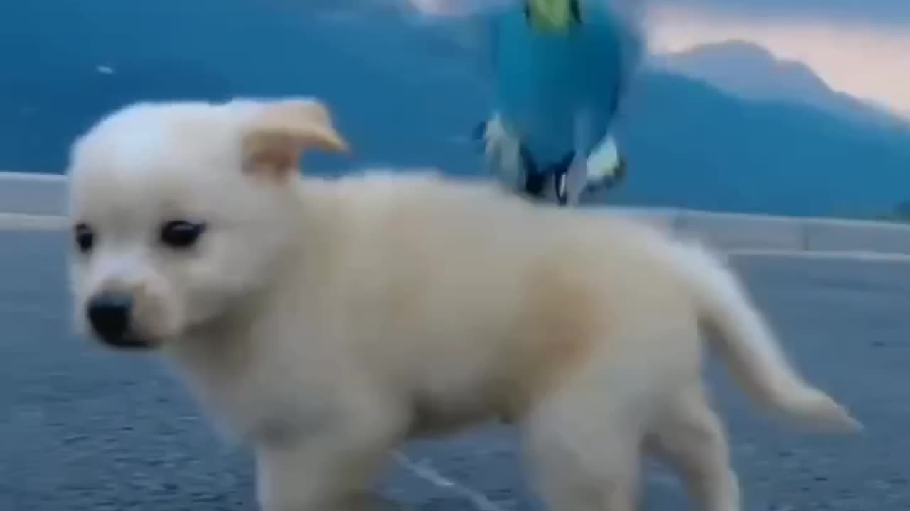 Cute puppy play with blue bird