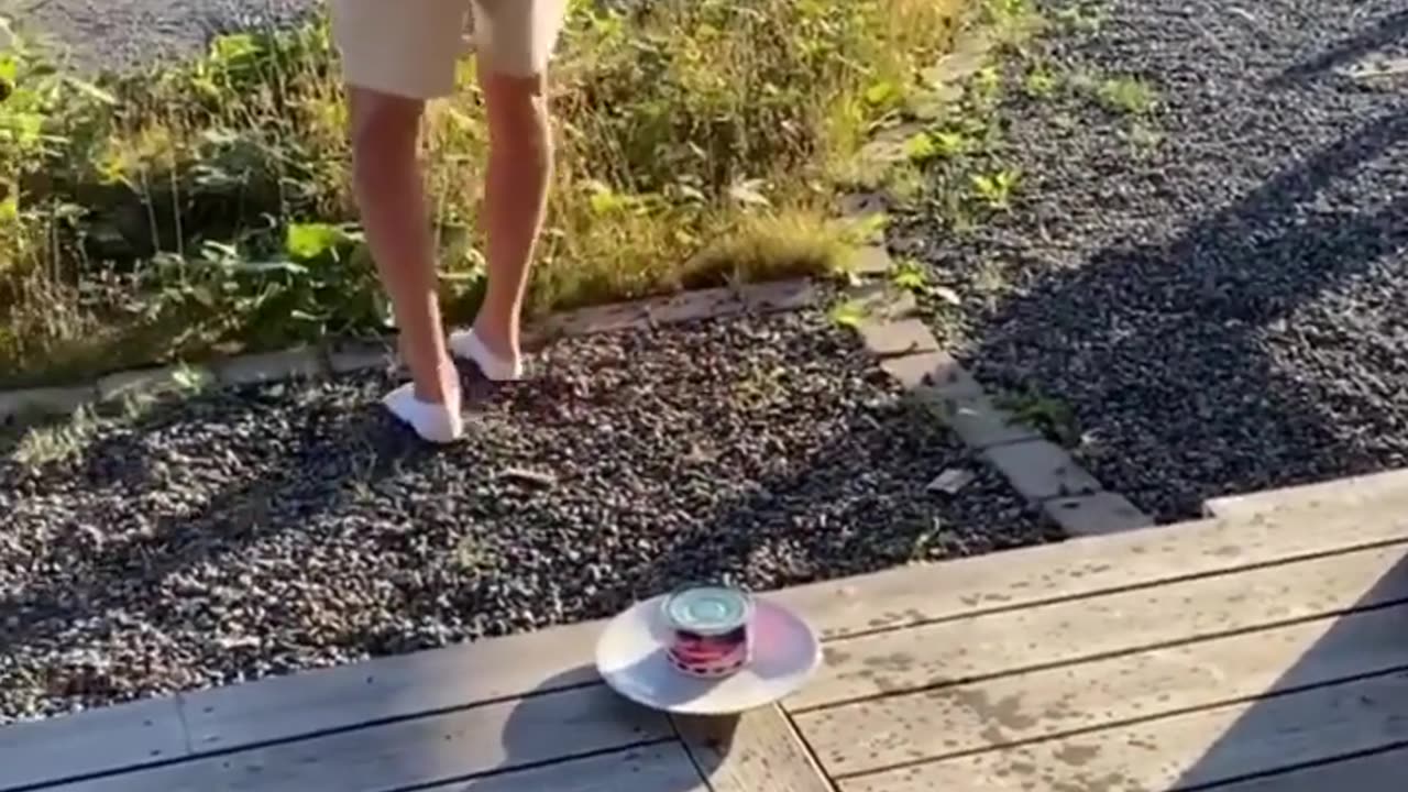 Funny videos