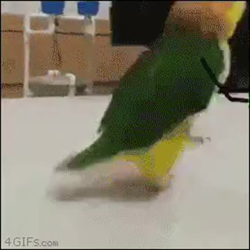 Funny animal part4 #shorts