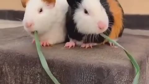 Two of the Cutest Hamsters You'll Ever See!