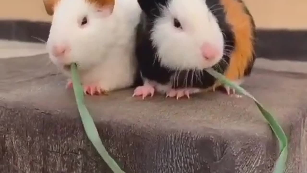 Two of the Cutest Hamsters You'll Ever See!