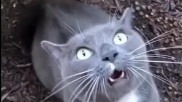 Funny cat! Cat singing video!