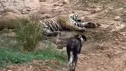 Tiger killed dog