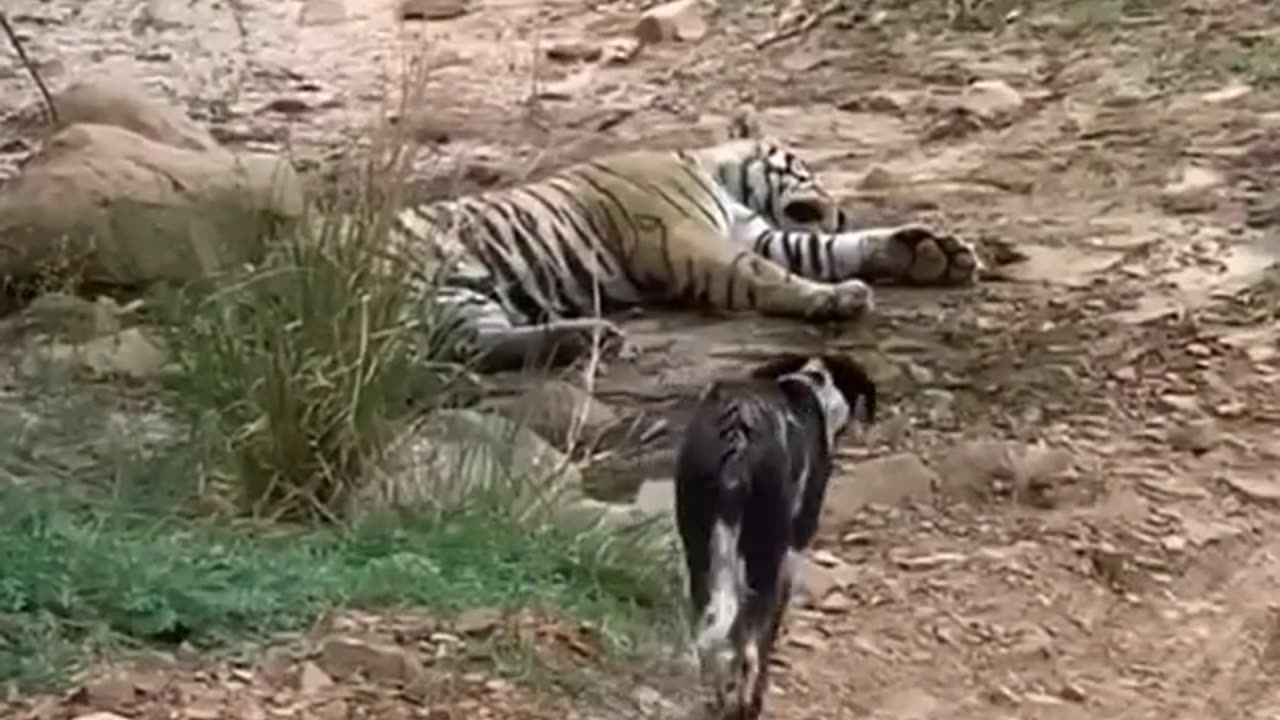 Tiger killed dog