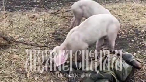 War in ukraine