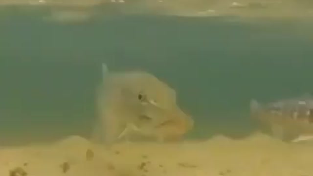 This is a beautiful and charming water-dwelling species