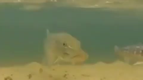 This is a beautiful and charming water-dwelling species